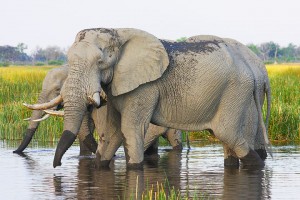 Elephants