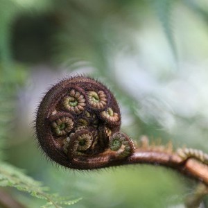fern